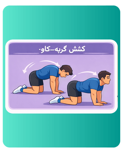 کشش گربه گاو